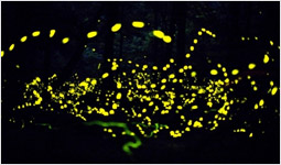 Fireflies lighting up the sky